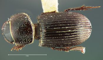 Media type: image;   Entomology 34304 Aspect: habitus dorsal view